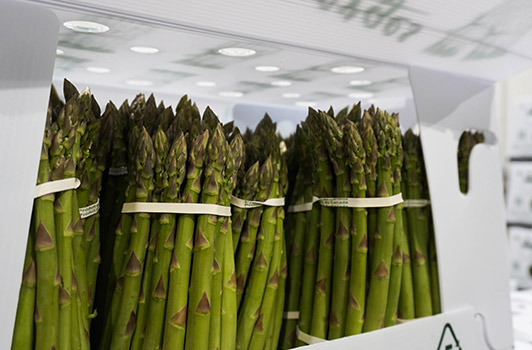 boxing asparagus