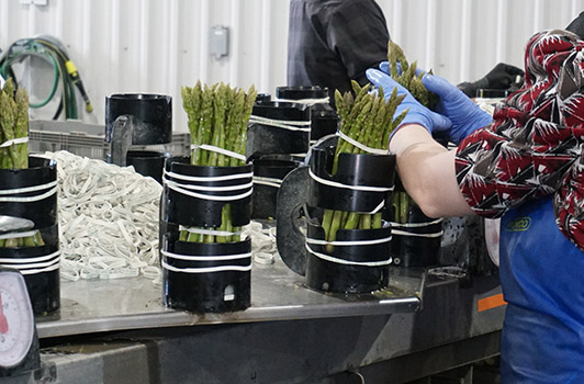 bundling asparagus