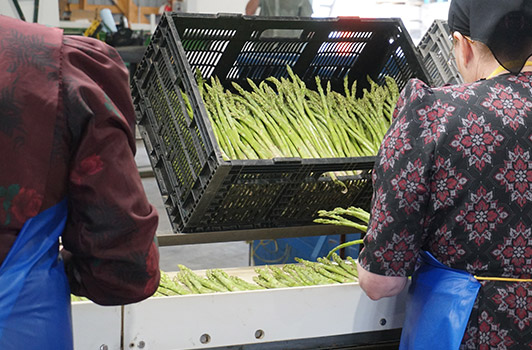 grading asparagus