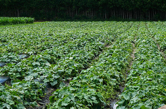 cucumber field