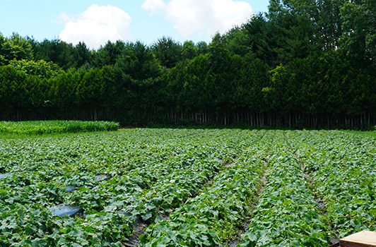 cucumber field