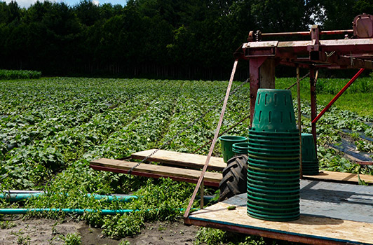 cucumber machine