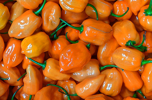 orange habanero peppers