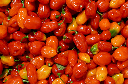 red habanero pepperse