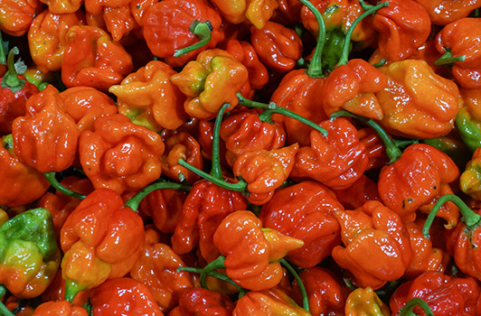 scorpion peppers