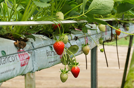 strawberries