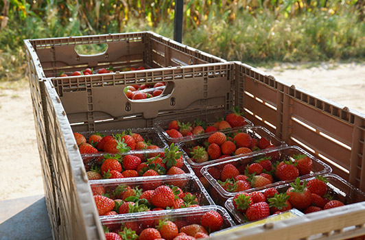 strawberries